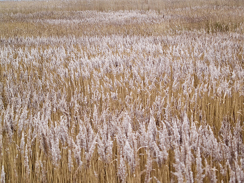 Fritton Marshes by Stephen Mole