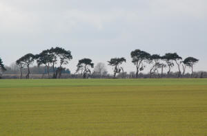 Breckland Pines