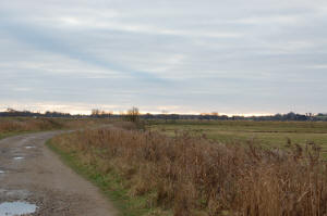 Buckenham Marshes