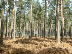 Thetford Forest